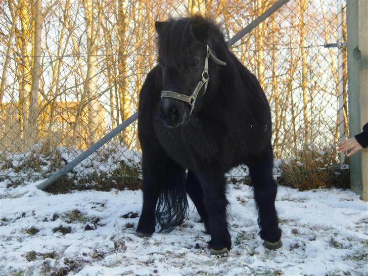 Shetlænder Dolfus billede 15