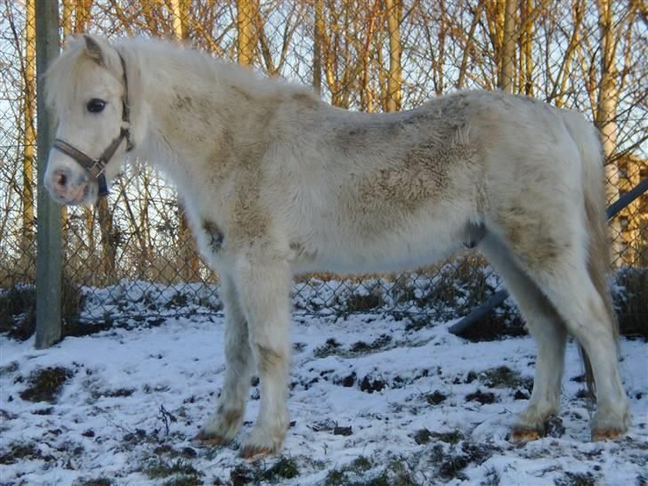 Welsh Mountain (sec A) Speedy (AFLIVET) billede 11