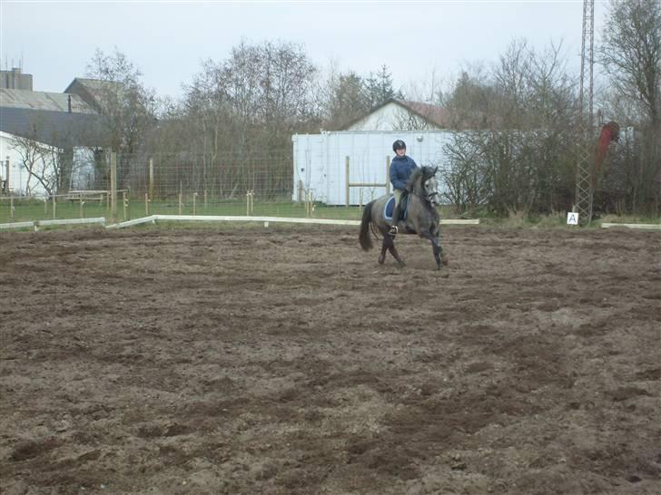 Anden særlig race Søbakkens la Muffa - NYT mig og muffa rider dressur billede 20