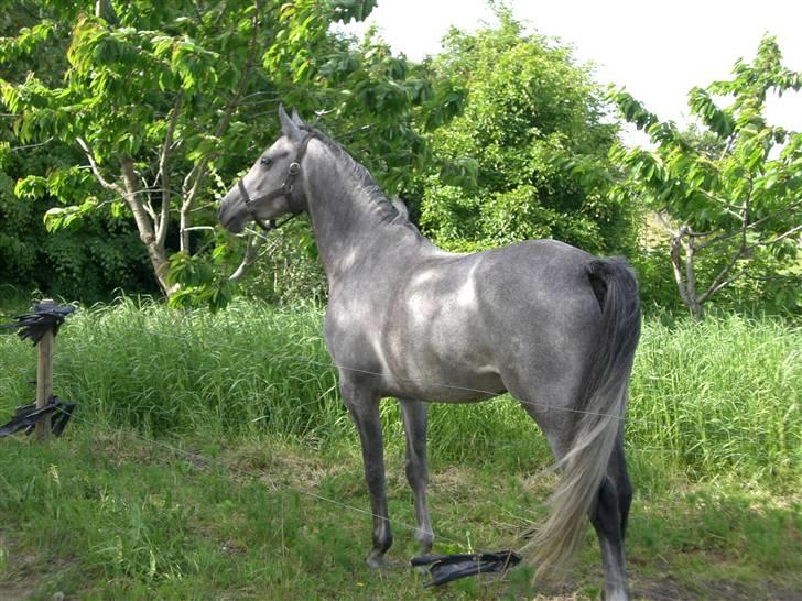 DSP Fun Time *SOLGT* billede 3