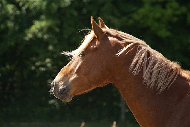 DSP Calido Birkevang (solgt) - verdens smukkeste pony <3 billede 17