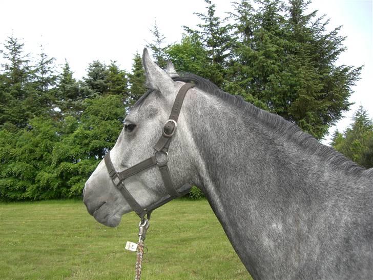 DSP Fun Time *SOLGT* billede 9