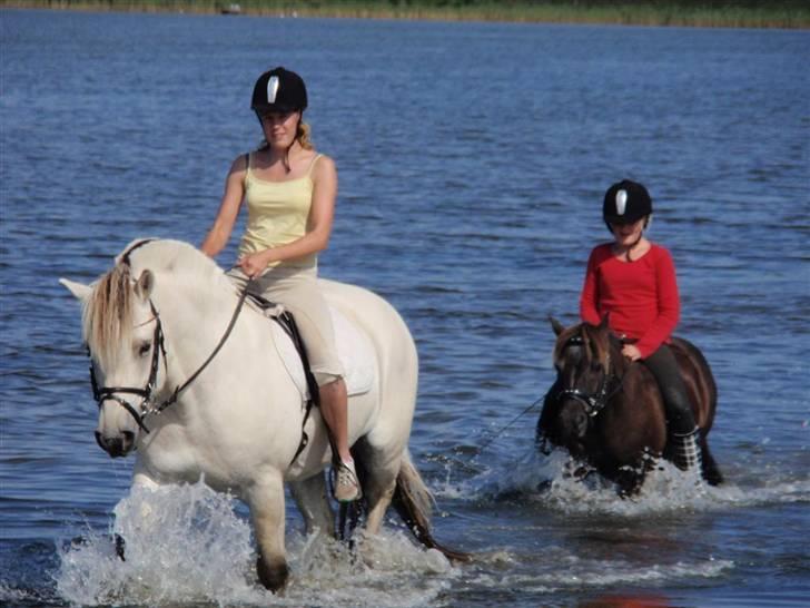 Shetlænder Prins  - ude og bade. DU ER BARE DEJLIG PRINSE! billede 12