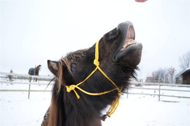 Shetlænder Prins  - smiler :) billede 14