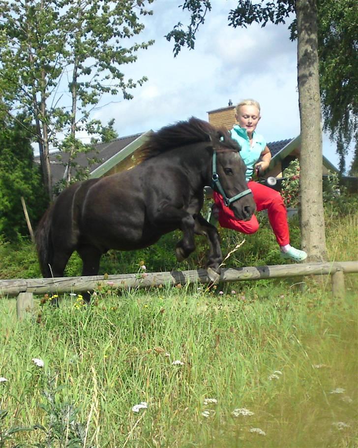 Shetlænder Prins  - mig og prins billede 17