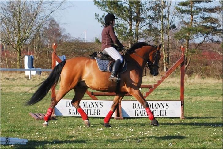 Dansk Varmblod hyggebo´s lucky senna "solgt:("  - senna  billede 10