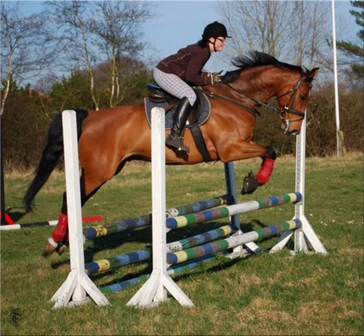 Dansk Varmblod hyggebo´s lucky senna "solgt:("  - springgggg senna billede 13