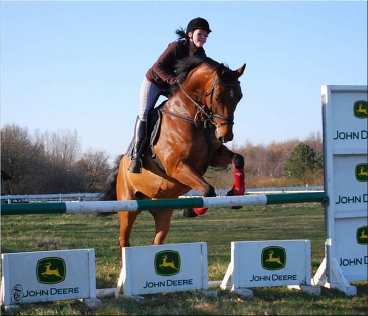 Dansk Varmblod hyggebo´s lucky senna "solgt:("  - hop over springet billede 17