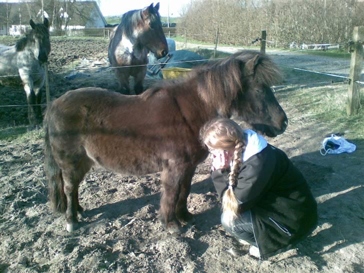 Anden særlig race stella aka madam :D - hallo.. vi var jo lige igang med at strigle!! ikke snakke i tlf :D billede 7