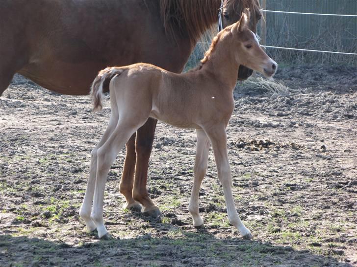 Arabisk fuldblod (OX) Emilio DØD D. 21. maj billede 6