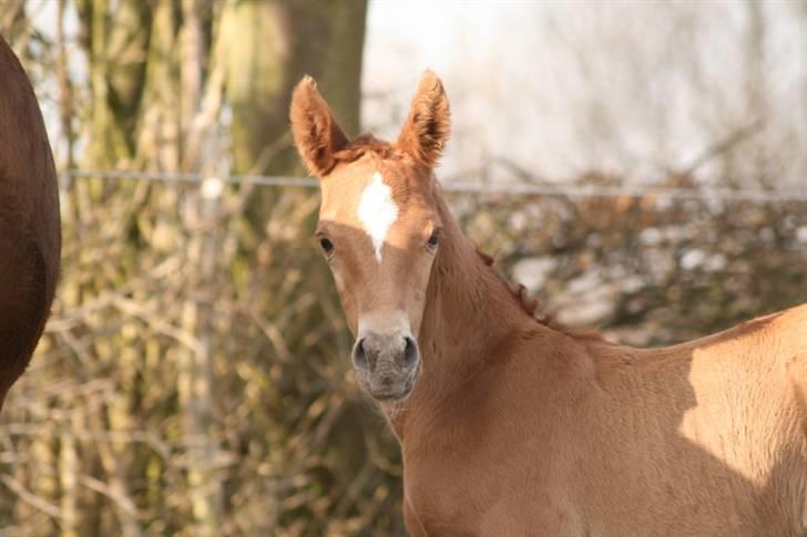 Arabisk fuldblod (OX) Emilio DØD D. 21. maj - Fotograf Monica Petersen 4. april 2009 billede 7