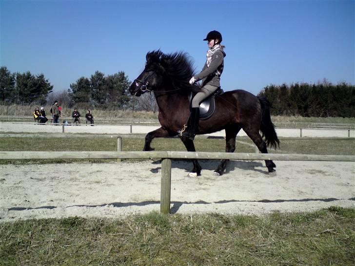 Islænder Fjalar Fra Løvemose<3 - Til træningsstævnet påé Geysir .. 4/4 09 billede 19