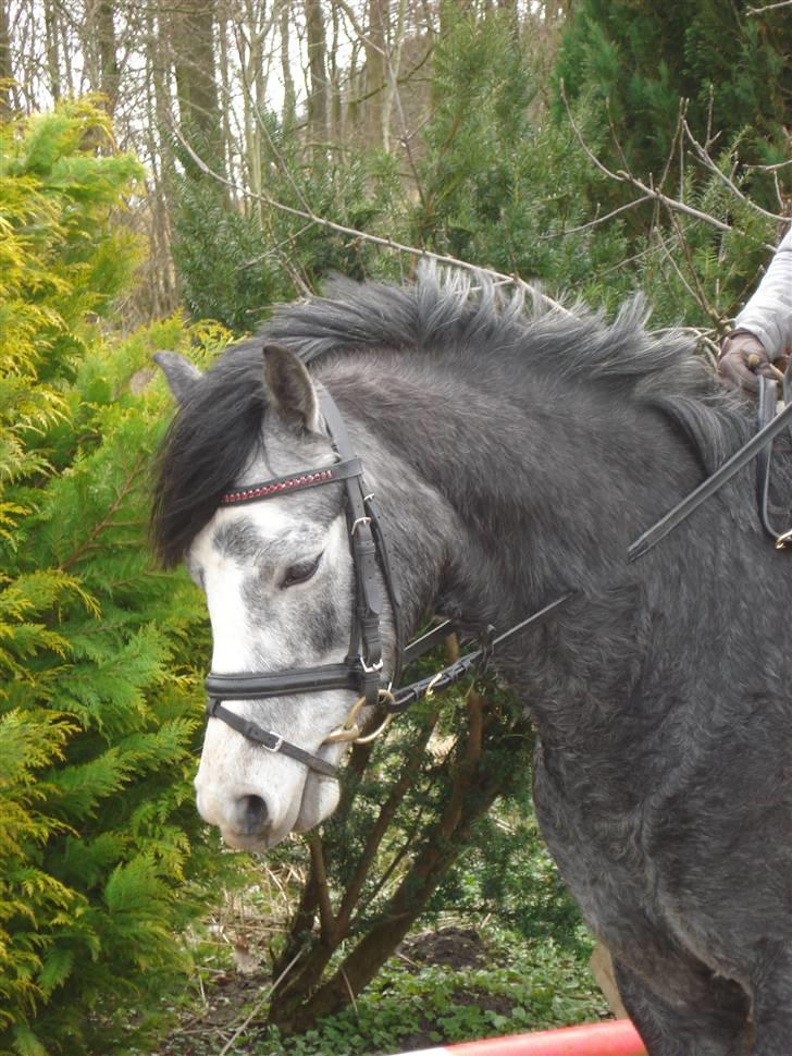 Welsh Pony (sec B) Korreborgs Vivaldi/ solgt - Ja han er jo lidt forvirret, når det kun er anden dag. billede 12