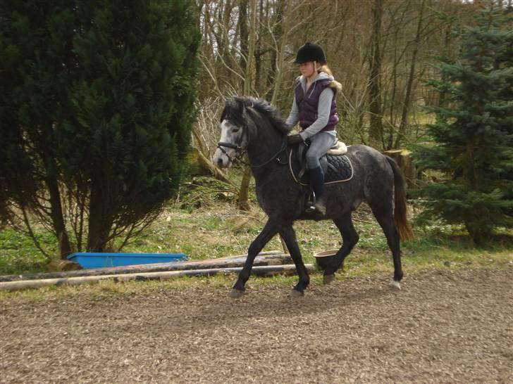 Welsh Pony (sec B) Korreborgs Vivaldi/ solgt - 2.april. det er første gang han har rytter på. Vi startede faktisk først med tilridningen igår :o (trav) billede 13