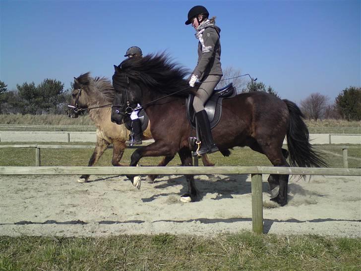 Islænder Fjalar Fra Løvemose<3 billede 20