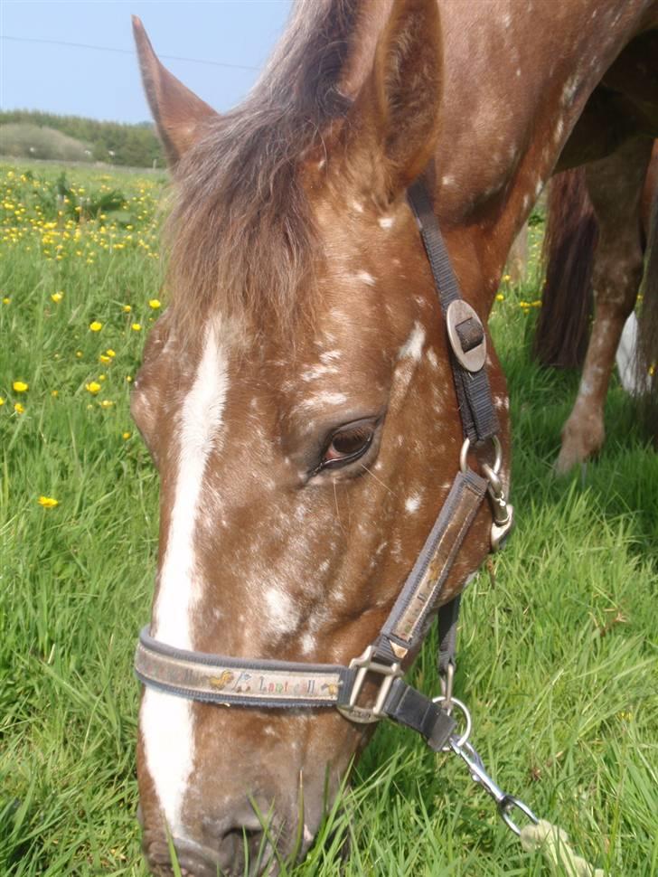 Tysk Sportspony Cool Man - Velkommen til Cool´s profil :D billede 1