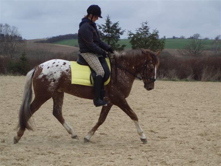 Tysk Sportspony Cool Man - Trænning d. 5/4, foto: Signe (: billede 2