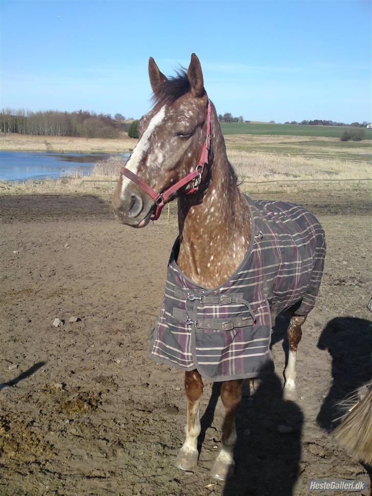 Tysk Sportspony Cool Man - på folden :D billede 3