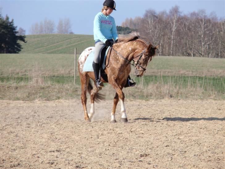 Tysk Sportspony Cool Man - April 09 (: Foto: Signe billede 4