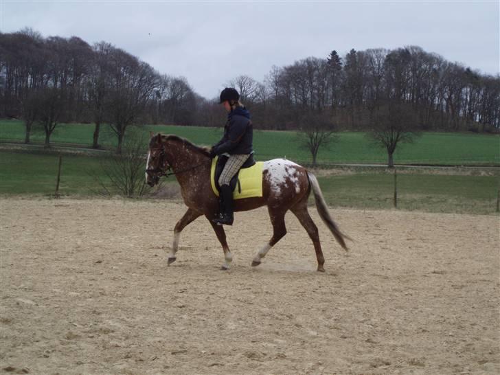 Tysk Sportspony Cool Man - Trænning d. 5/4, foto: Signe (: billede 5