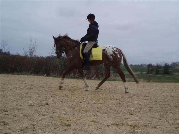 Tysk Sportspony Cool Man - Trænning d. 5/4, foto: Signe (: billede 6