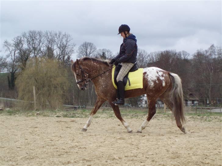 Tysk Sportspony Cool Man - Trænning d. 5/4, foto: Signe (: billede 7