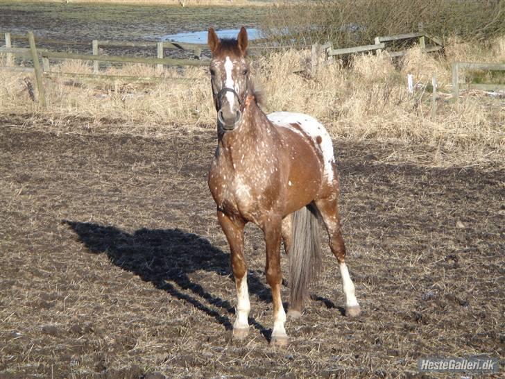 Tysk Sportspony Cool Man - Fold ;) Frække Cool ! :D billede 8