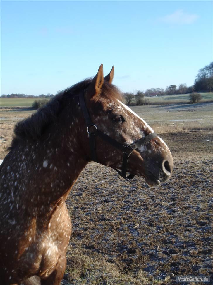 Tysk Sportspony Cool Man - Smuk´sak <3 billede 9