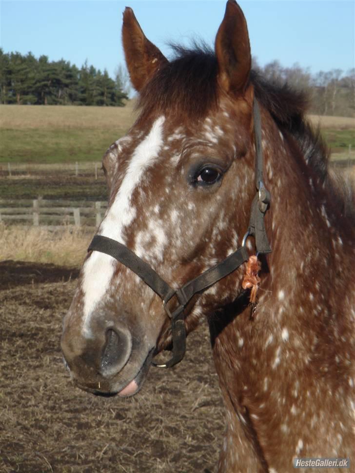 Tysk Sportspony Cool Man - :D <3 Elsker ham billede 10