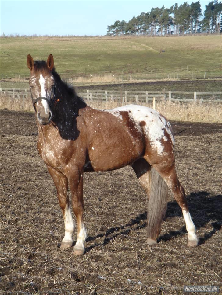 Tysk Sportspony Cool Man - på fold billede 11