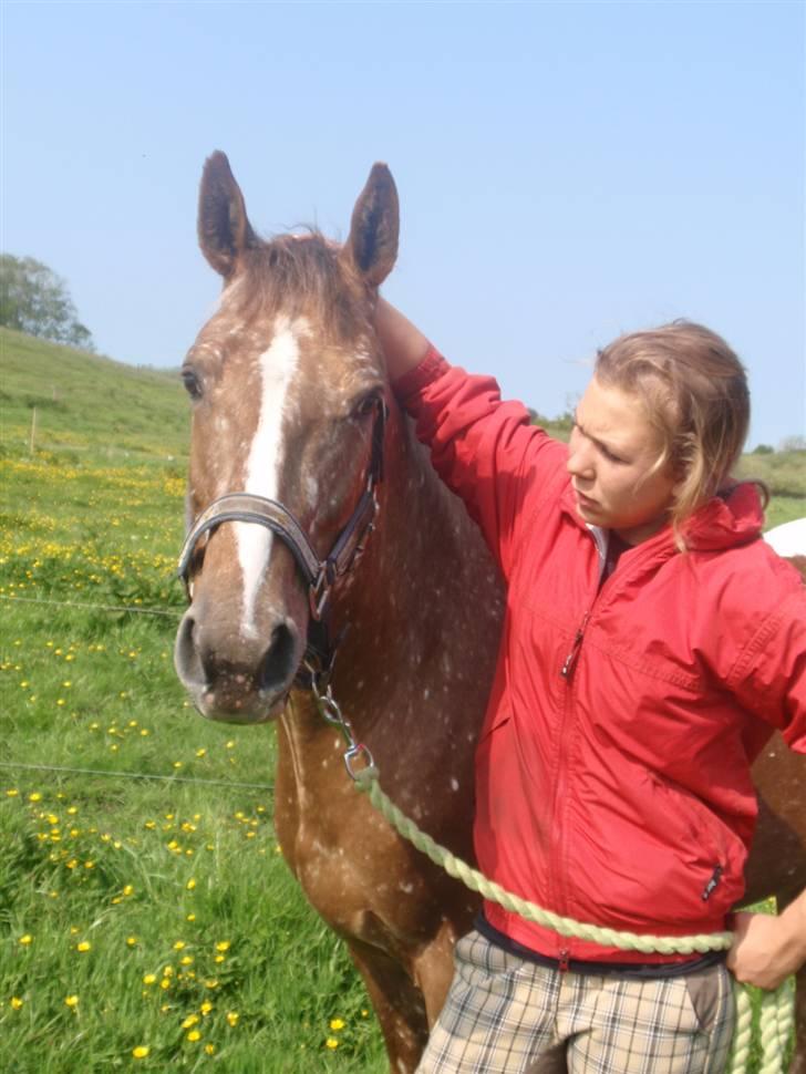 Tysk Sportspony Cool Man - Cool og jeg <3 Foto: Signe billede 12