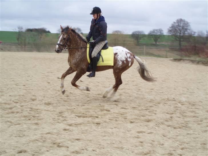 Tysk Sportspony Cool Man - Trænning d. 5/4, foto: Signe (: billede 13