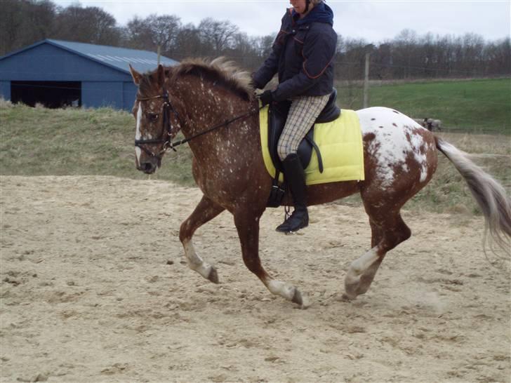Tysk Sportspony Cool Man - Trænning d. 5/4, foto: Signe (: billede 14