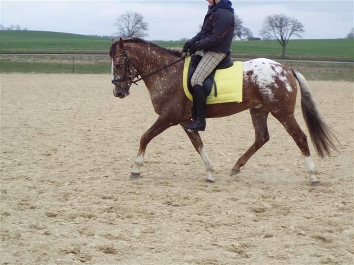Tysk Sportspony Cool Man - Trænning d. 5/4, foto: Signe (: billede 15