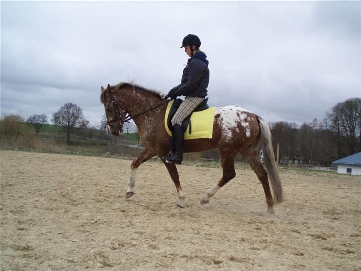 Tysk Sportspony Cool Man - Trænning d. 5/4, foto: Signe (: billede 16