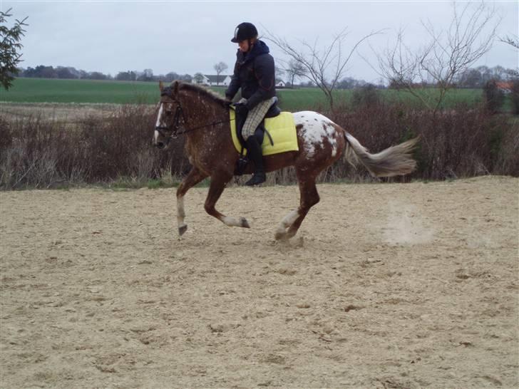 Tysk Sportspony Cool Man - Trænning d. 5/4, foto: Signe (: billede 17