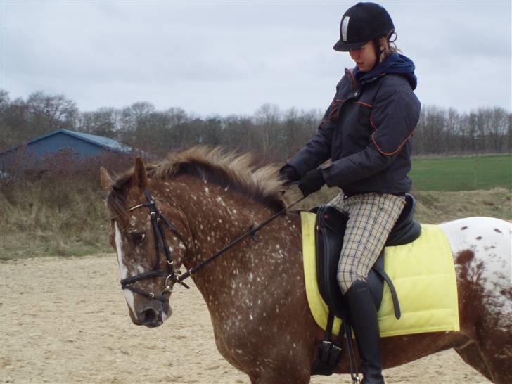 Tysk Sportspony Cool Man - Cool+mig :-* <3 billede 18