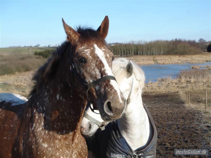 Tysk Sportspony Cool Man - Cool og hans bedste ven Silver op folden <3 Elsker virkelig de to  billede 19
