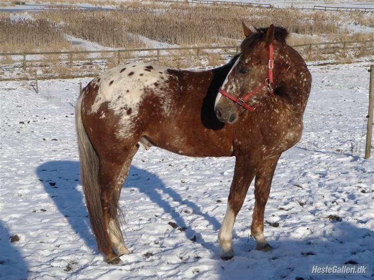 Tysk Sportspony Cool Man - Cool på folden (: billede 20