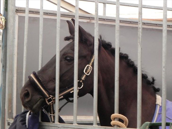 Anden særlig race Black Kikki - Foto : Jacqueline Tversted billede 17