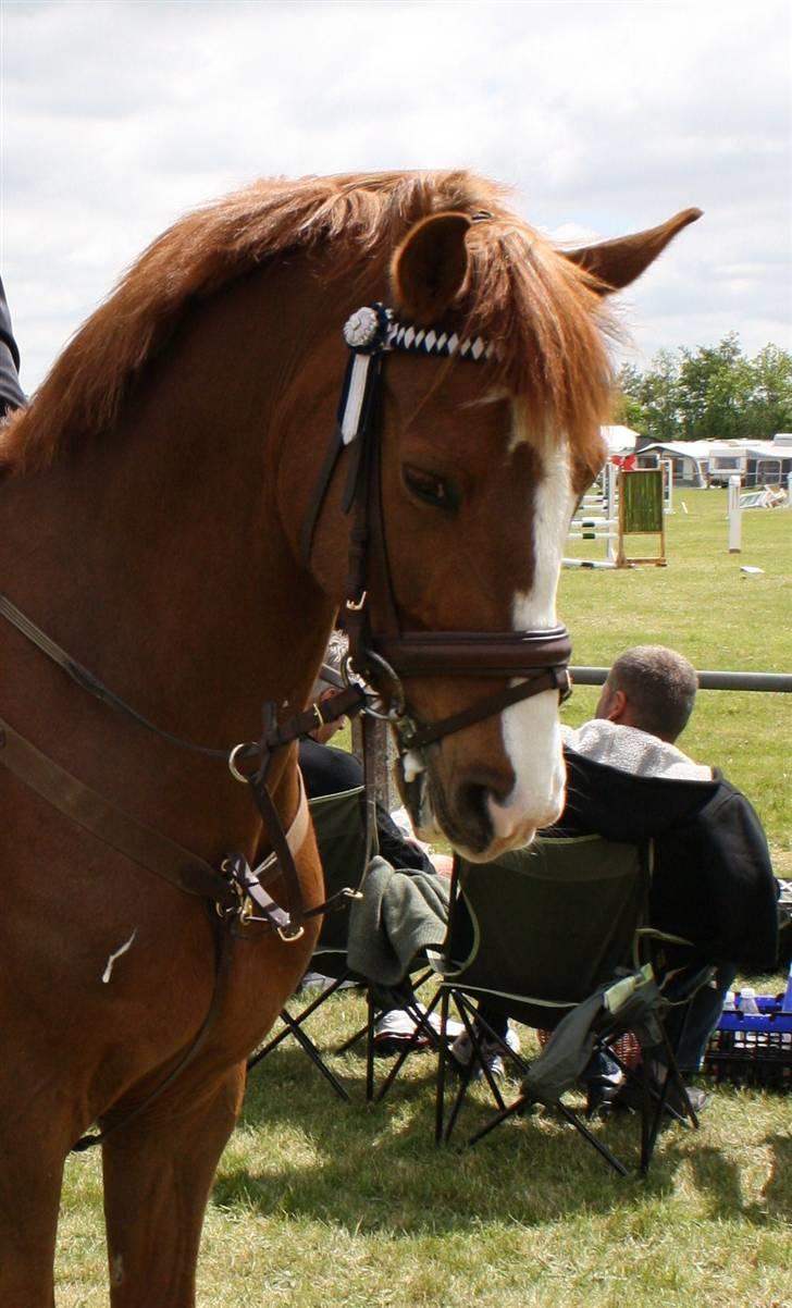 Hollandsk Sportspony | Remy - Remy - Sdr. Hygum 09 .  billede 16