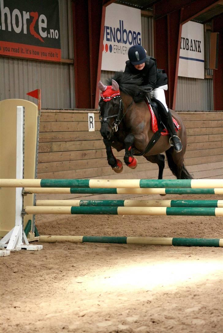 Anden særlig race Black Kikki - Foto : Jacqueline Tversted billede 19