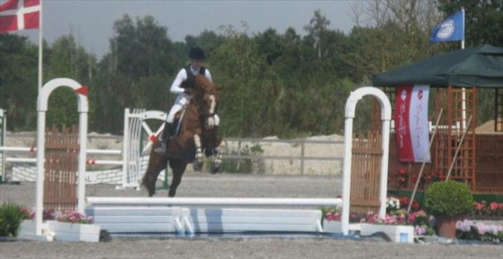 Hollandsk Sportspony | Remy - Opvarmningsklassen på Capa, over vandet of course :b  billede 18