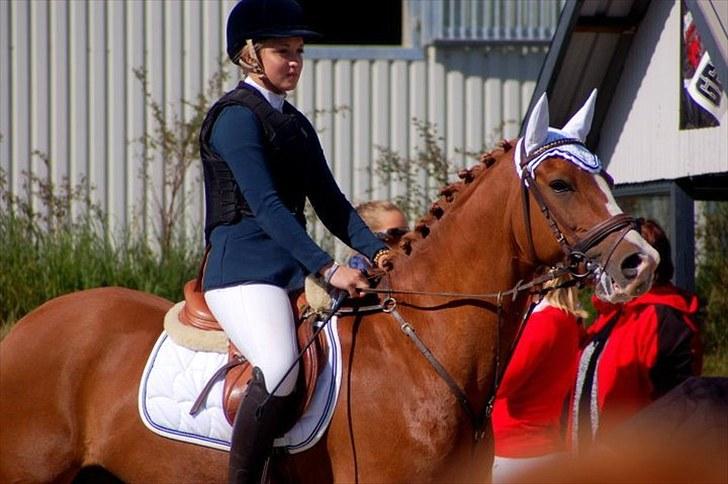 Hollandsk Sportspony | Remy - Klar til at gå på banen! :-) billede 19