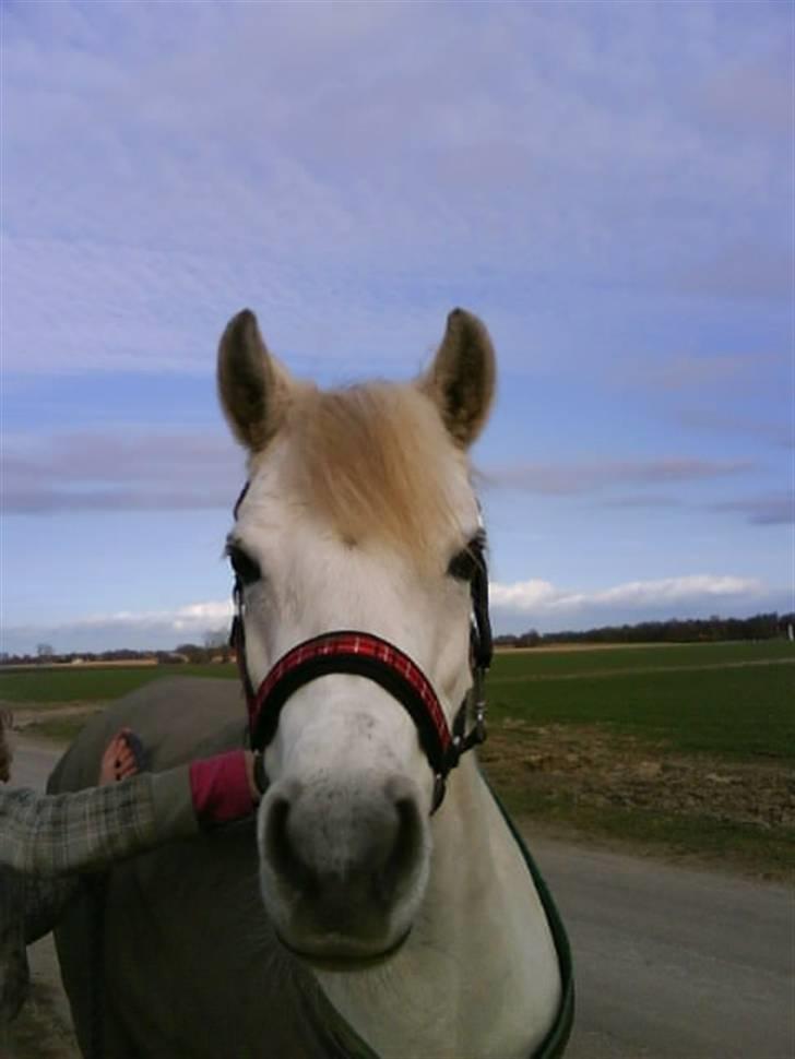 Welsh Pony (sec B) Skovlundegårds Askepot - Askepot<3 billede 1