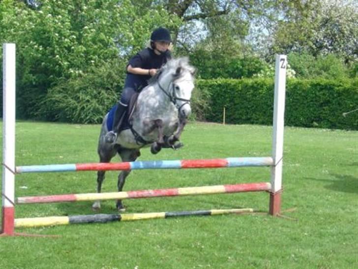 Welsh Pony (sec B) Skovlundegårds Askepot - Antonia springer Askepot billede 3