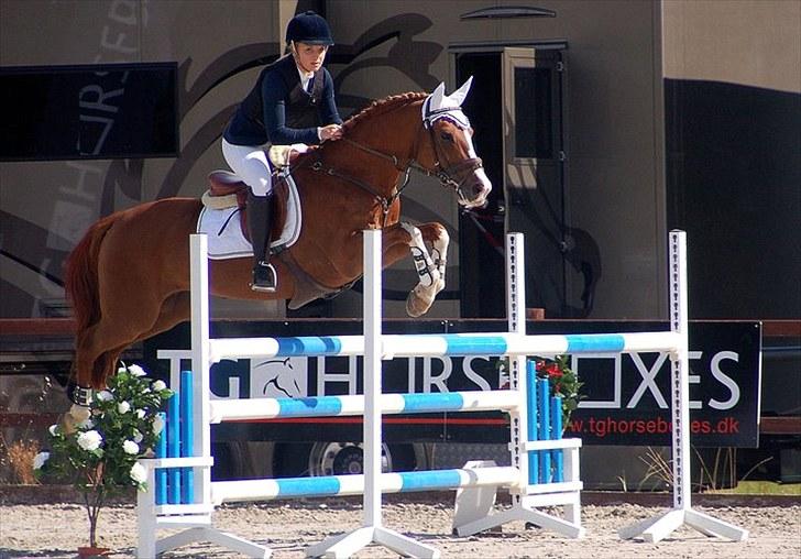 Hollandsk Sportspony | Remy - Åh ha mega smuk! :-) billede 20