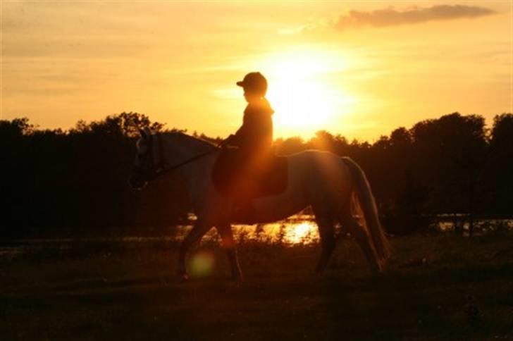 Welsh Pony (sec B) Skovlundegårds Askepot - Askepot og Caroline i solnedgangen billede 4