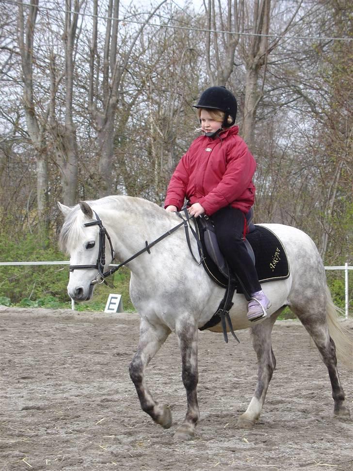 Welsh Pony (sec B) Skovlundegårds Askepot - Askepot og jeg rider. billede 5