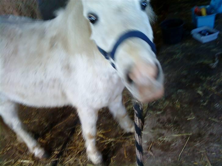 Anden særlig race Digo  - 2) Stædige pony! :o) billede 2